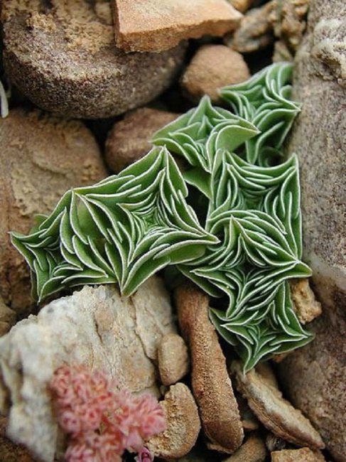 ნაღველა ურნულა (Gentiana urnula)