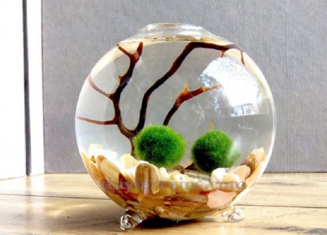 იაპონური ხავსი მარიმო (Marimo moss balls)