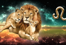 12 მიზეზი, რატომ არის ლომი საუკეთესო მშობელი და მეუღლე