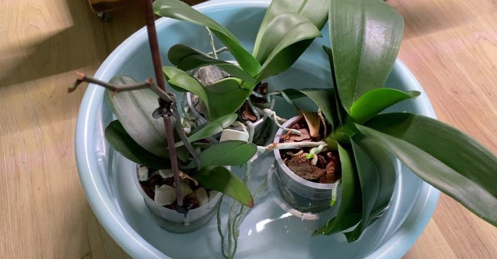 Сколько держать орхидею в. Орхидея фаленопсис полив. Поливка орхидей. Пересаживаем орхидею фаленопсис. Подкормки для орхидей фаленопсис.
