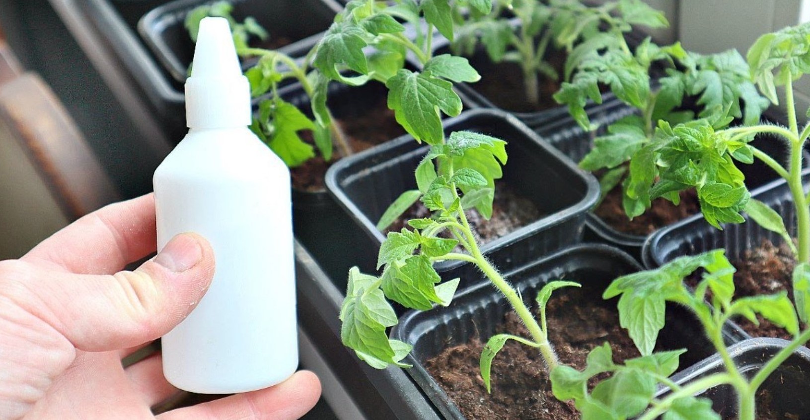 Подкормка томатов перекисью водорода. Рассада полив перекись водорода. Удобрение перекисью водорода. Рассада удобрение для рассады. Перекись водорода для рассады томатов.